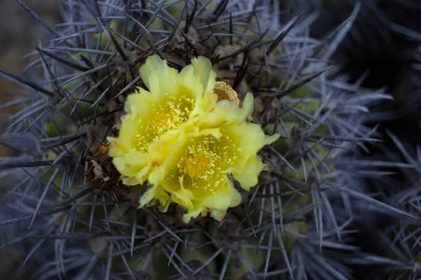 Selektywne Ujęcie Ostrości Kwitnącego Kaktusa Żółtymi Kwiatami — Zdjęcie stockowe