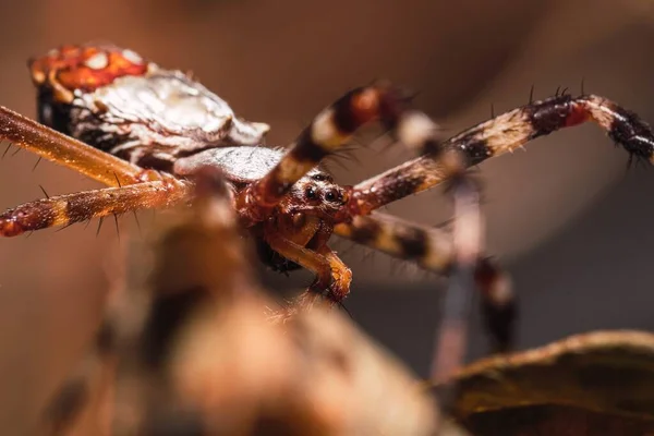 Closeup Shot Scary Disgusting Brown Spider Several Eyes Long Legs — Stock Photo, Image