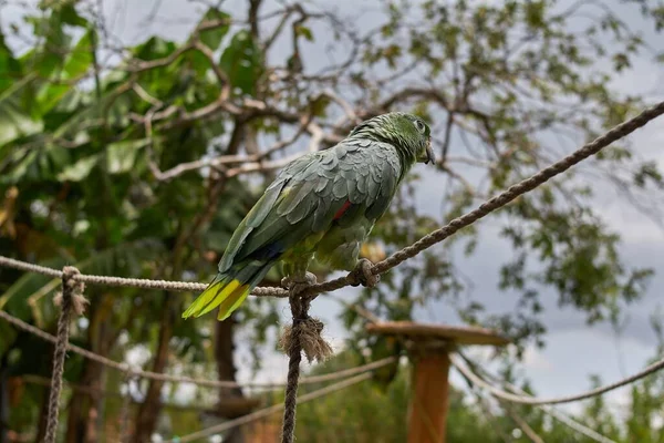 Una Vista Cerca Una Amazona Harinosa Del Sur Sobre Fondo — Foto de Stock