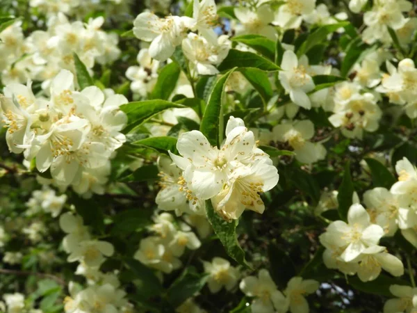 Primer Plano Florecimiento Blanco Simulacro Flores Color Naranja — Foto de Stock