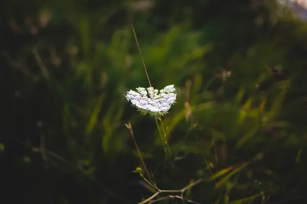 Неглибокий Фокус Білої Квітки Зеленому Розмитому Фоні — стокове фото