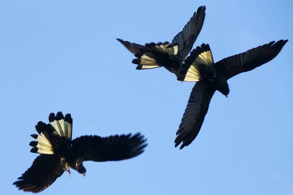 Flying Cockatoos Yellow Tailed Black Cockatoo Perfect Australian Blue Sky — Stock Photo, Image