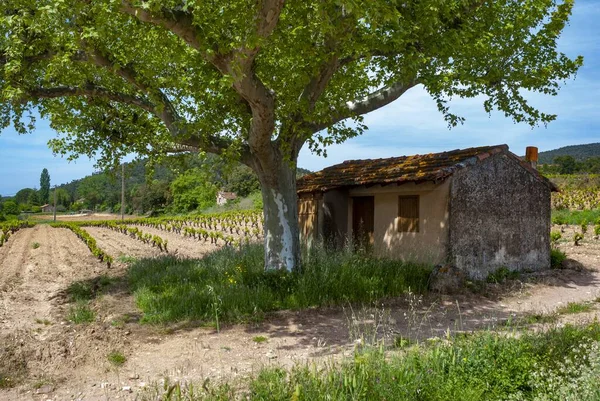 Uma Bela Paisagem Uma Cabana Vinha Provença Durante Dia — Fotografia de Stock