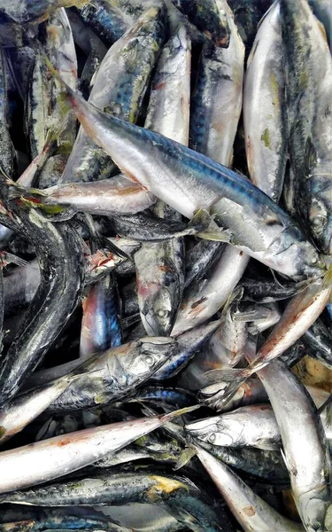Zbliżenie Ujęcie Wielu Zamrożonych Ryb Makreli — Zdjęcie stockowe