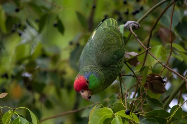 Closeup Shot Rose Ringed Parakeet Parrot Eating Berries Tree — Stock Photo, Image