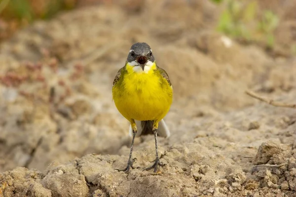 Primer Plano Pájaro Pie Sobre Una Roca Capturada Durante Día — Foto de Stock