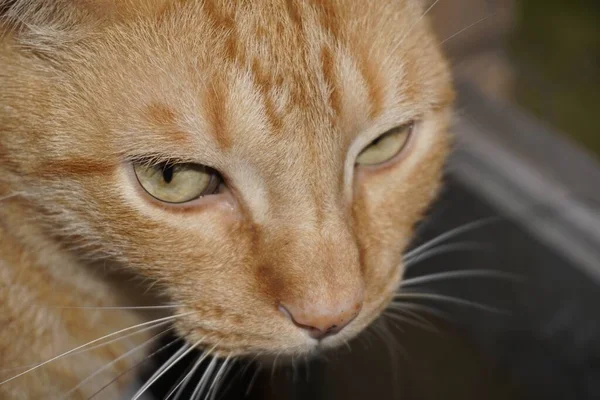 Närbild Skott Huvudet Ingefära Katt — Stockfoto