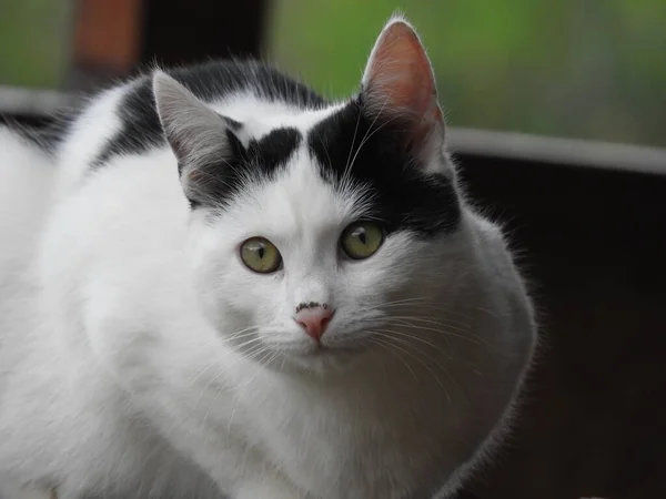 Крупный План Красивой Черно Белой Кошки Зелеными Глазами — стоковое фото