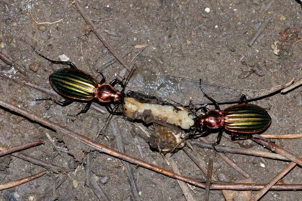 光沢のあるカラフルなカラボスのオーロニテンズの高角度ショットカブトムシを食べる — ストック写真