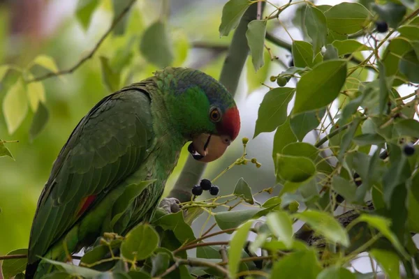 Ein Grüner Papagei Frisst Beeren Auf Einem Ast — Stockfoto
