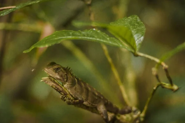 Selektywne Ujęcie Małej Zielonej Jaszczurki Ukrywającej Się Pod Liściem — Zdjęcie stockowe