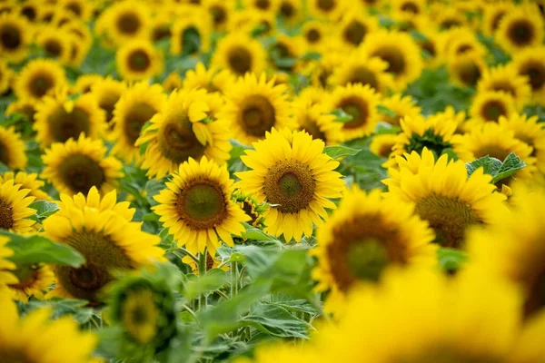 Campo Girasole Bellissimi Girasoli Perfetti Sfondo — Foto Stock