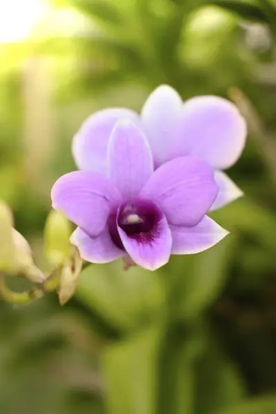Plan Macro Vertical Une Belle Fleur Violette Avec Jardin Vert — Photo
