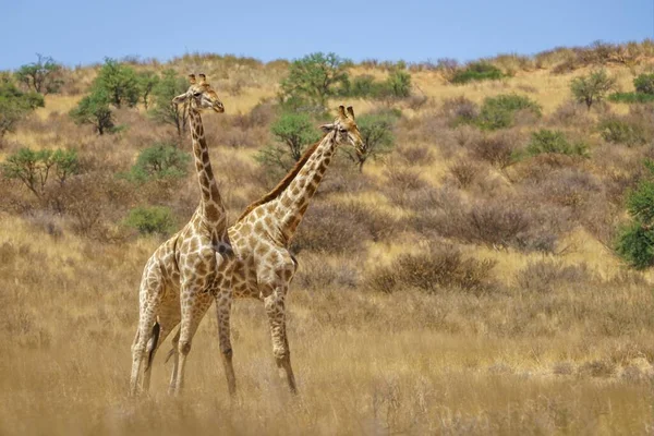 Twee Schaduwbestrijdende Giraffen Een Bossig Land Overdag — Stockfoto