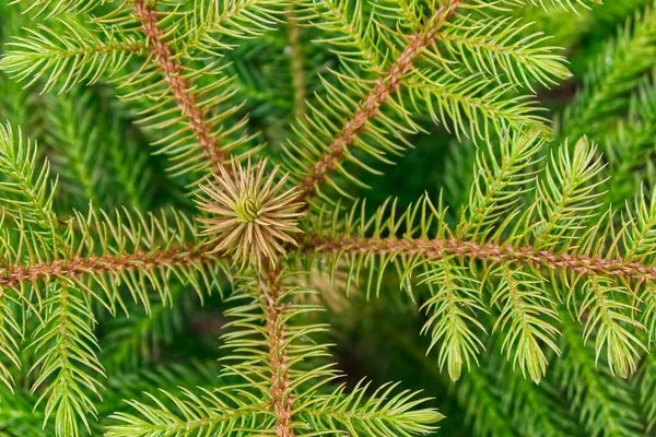 晴れた日に撮影された緑の松の木の枝の高角度のクローズアップショットポイントエンド — ストック写真