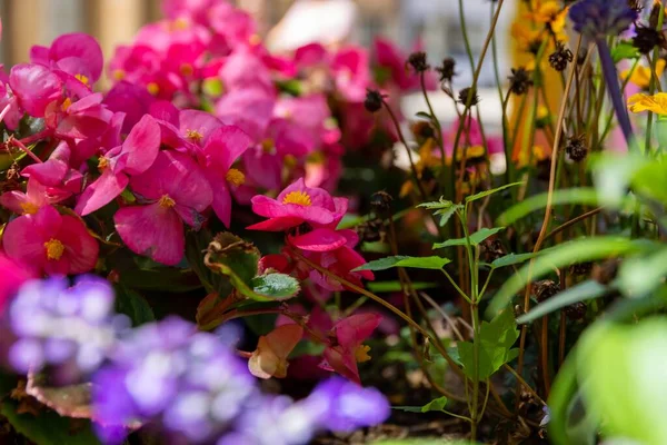 Close Flores Vermelhas Curtas Com Folhas Verdes Outras Plantas Cor — Fotografia de Stock