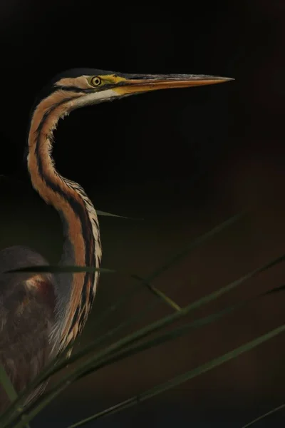 Pionowe Zbliżenie Pięknego Ptaka Długą Szyją Długim Dziobem — Zdjęcie stockowe
