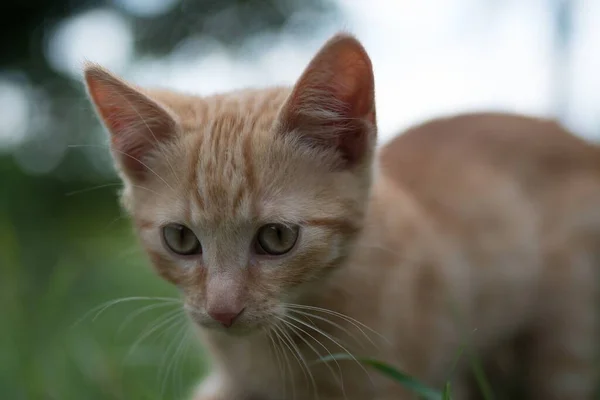 Ett Närbild Skott Bedårande Ingefära Katt — Stockfoto