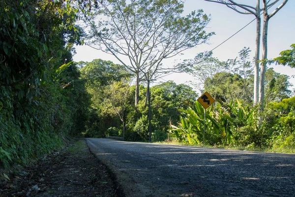 Eine Flache Aufnahme Der Straße Die Von Lebhaften Grünen Bäumen — Stockfoto