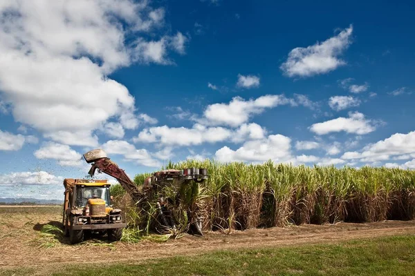 Una Maquinaria Cosechando Caña Azúcar Una Plantación Día Soleado —  Fotos de Stock