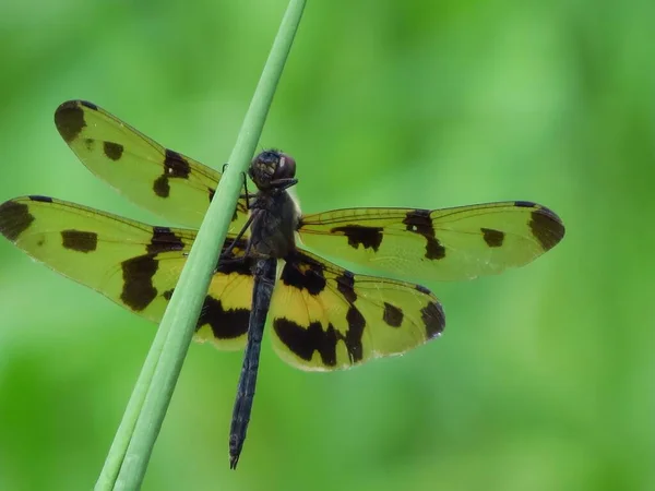 Nahaufnahme Einer Libelle Mit Verschwommenem Hintergrund — Stockfoto