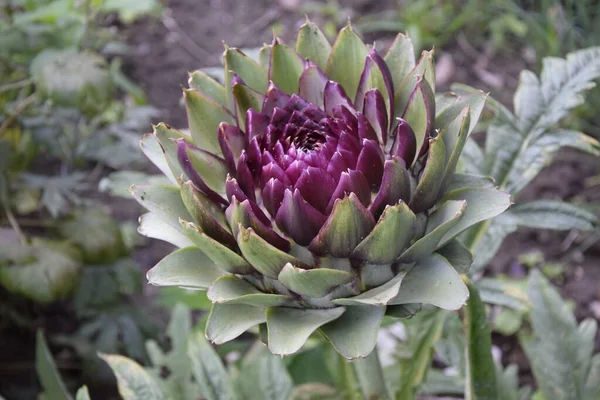 Primer Plano Alto Ángulo Una Planta Alcachofa Que Crece Jardín — Foto de Stock