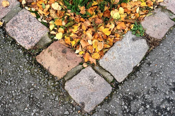 Eine Nahaufnahme Von Herbstblättern Auf Dem Bürgersteig — Stockfoto