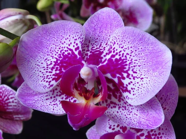 Tiro Close Uma Bela Flor Chamada Traça Orquídeas — Fotografia de Stock