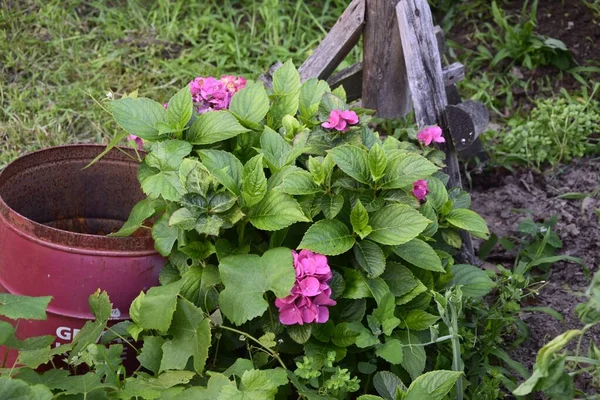 Bellissimi Fiori Ortensia Rosa Che Sbocciano Nel Giardino — Foto Stock