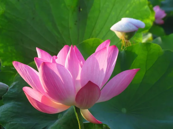 Eine Nahaufnahme Einer Rosa Schönen Lotusblume — Stockfoto