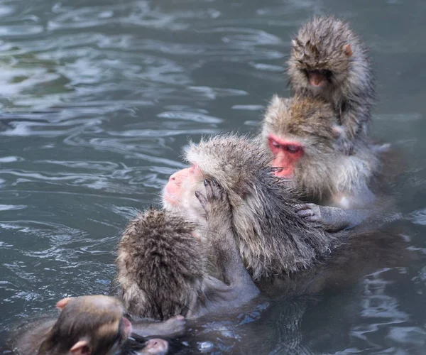 Sneeuwapen Een Familie Van Japanse Makaken Verbinden Zich Met Elkaar — Stockfoto