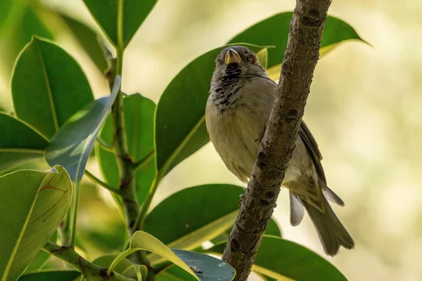 Zbliżenie Ujęcie Małego Ptaszka Siedzącego Gałęzi Drzewa Zielonymi Liśćmi — Zdjęcie stockowe