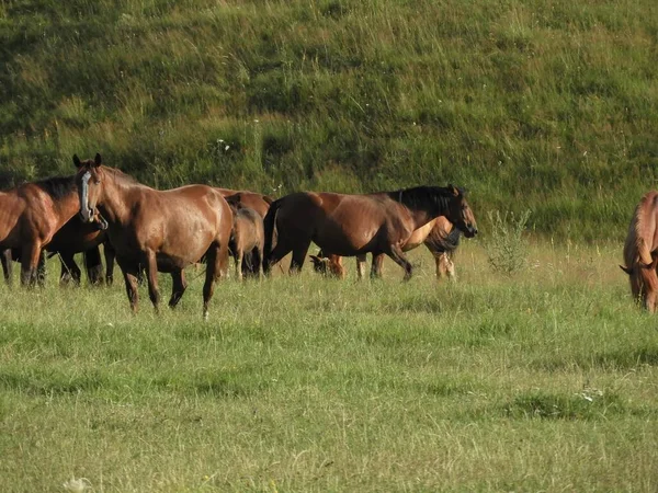 Grupo Cavalos Castanhos Alimentando Grama Correndo Campo — Fotografia de Stock