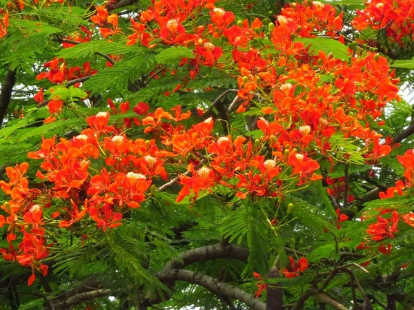 Beautiful Shot Flowers Flamboyant Tree — Stock Photo, Image