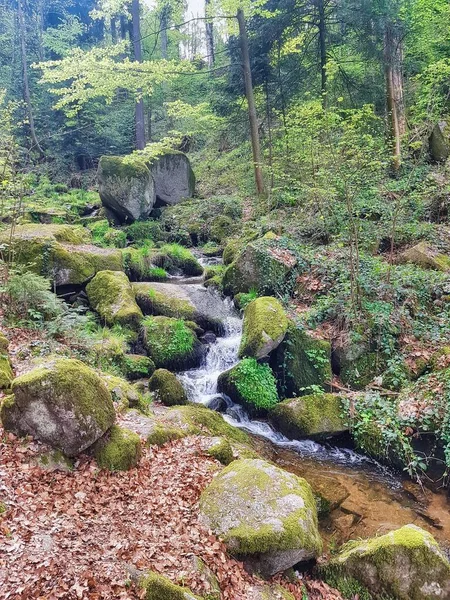 Natureza Floresta Negra Paisagem Alemanha Europa — Fotografia de Stock