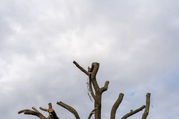 Tiro Close Galhos Árvore Seca Fundo Céu Nublado — Fotografia de Stock