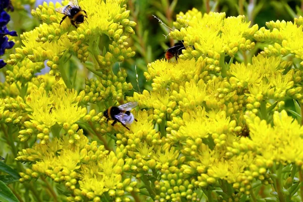 Zbliżenie Ujęcie Trzmieli Żywiących Się Żółtym Sedum Rupestre Kwiaty — Zdjęcie stockowe