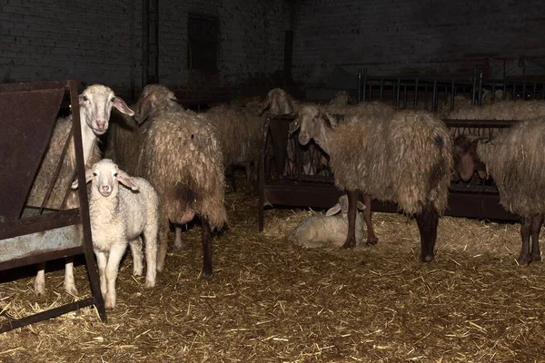 Pecora Bianca Seduta Sull Erba Secca Nel Fienile — Foto Stock