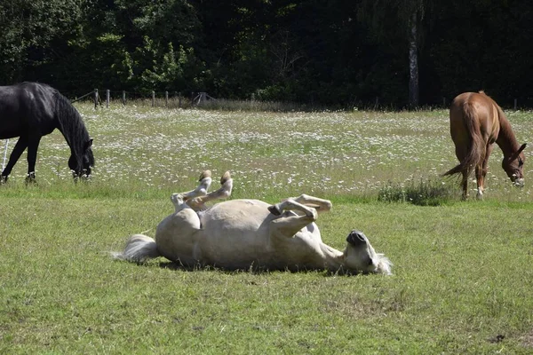 Caballo Blanco Acostado Sobre Espalda Campo Con Los Negros Marrones —  Fotos de Stock