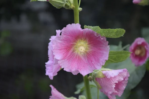 Селективный Снимок Ветки Розовых Холлихоков — стоковое фото