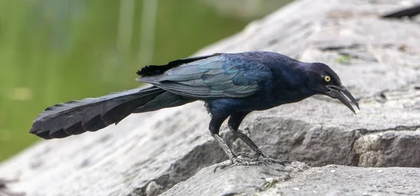 Une Mise Point Sélective Corbeau Noir Regard Colère Debout Sur — Photo