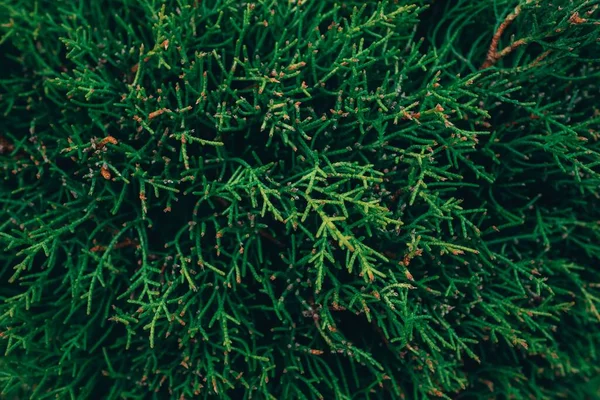 Gros Plan Branches Sapin Vert Dans Une Forêt — Photo