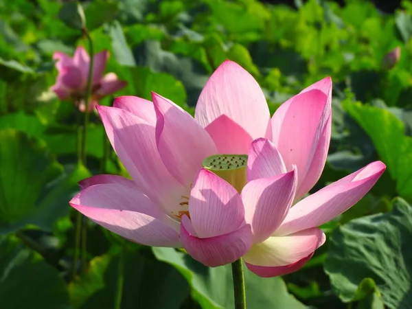 Eine Nahaufnahme Einer Rosa Schönen Lotusblume — Stockfoto