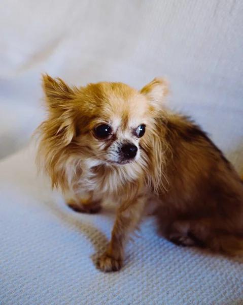 Vertikal Närbild Blandad Chihuahua Och Pekingese Hund — Stockfoto