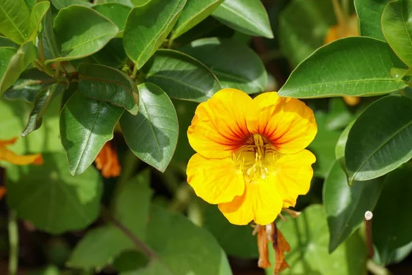 Zbliżenie Ujęcie Żółtego Tropaeolum Majus Kwiat — Zdjęcie stockowe