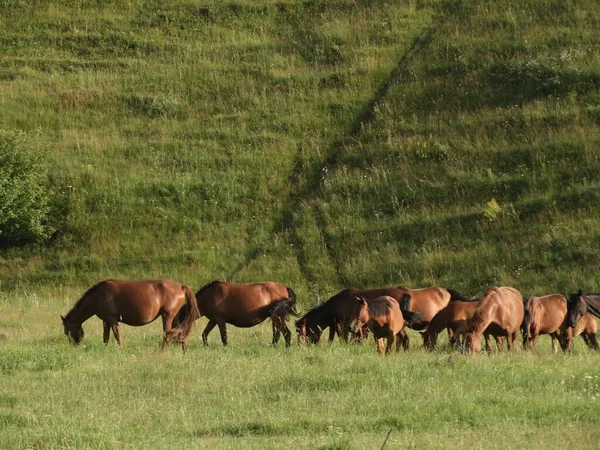 Una Hermosa Toma Grupo Caballos Marrones Alimentándose Hierba Campo — Foto de Stock