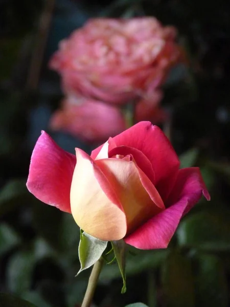 Plano Vertical Una Rosa Jardín Bajo Luz Del Sol Con — Foto de Stock