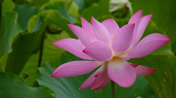 Een Close Shot Van Bloeiende Roze Lotus Bloemen Het Groen — Stockfoto