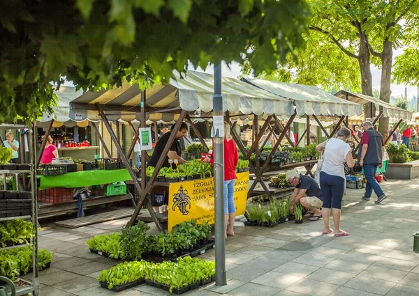 Domzale Eslovenia Julio 2019 Soleado Sábado Por Mañana Mercado Agricultores — Foto de Stock