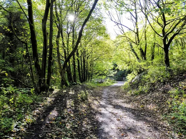 Sentier Couvert Feuilles Tombées Entouré Arbres Dans Parc — Photo